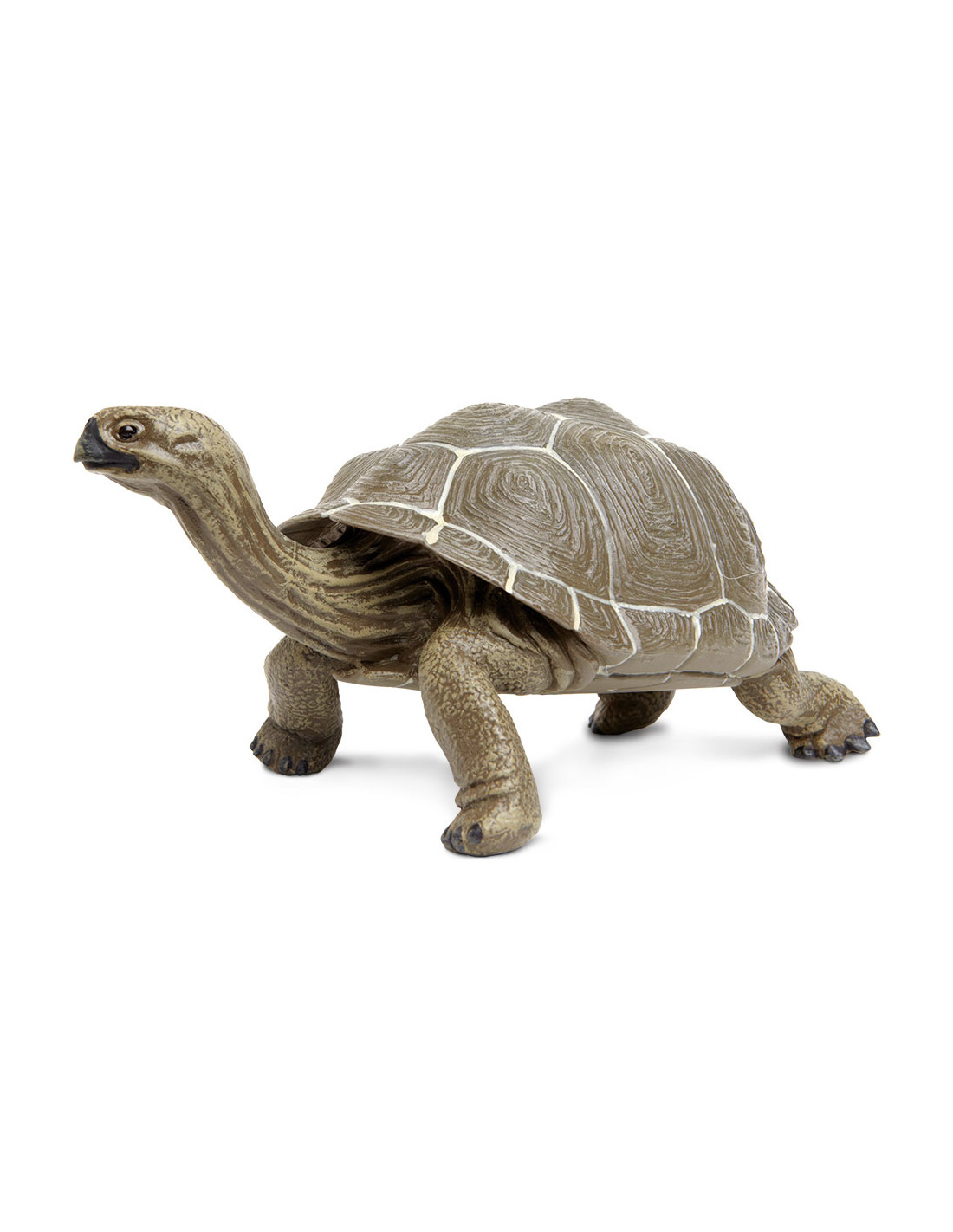 Želva galapážská