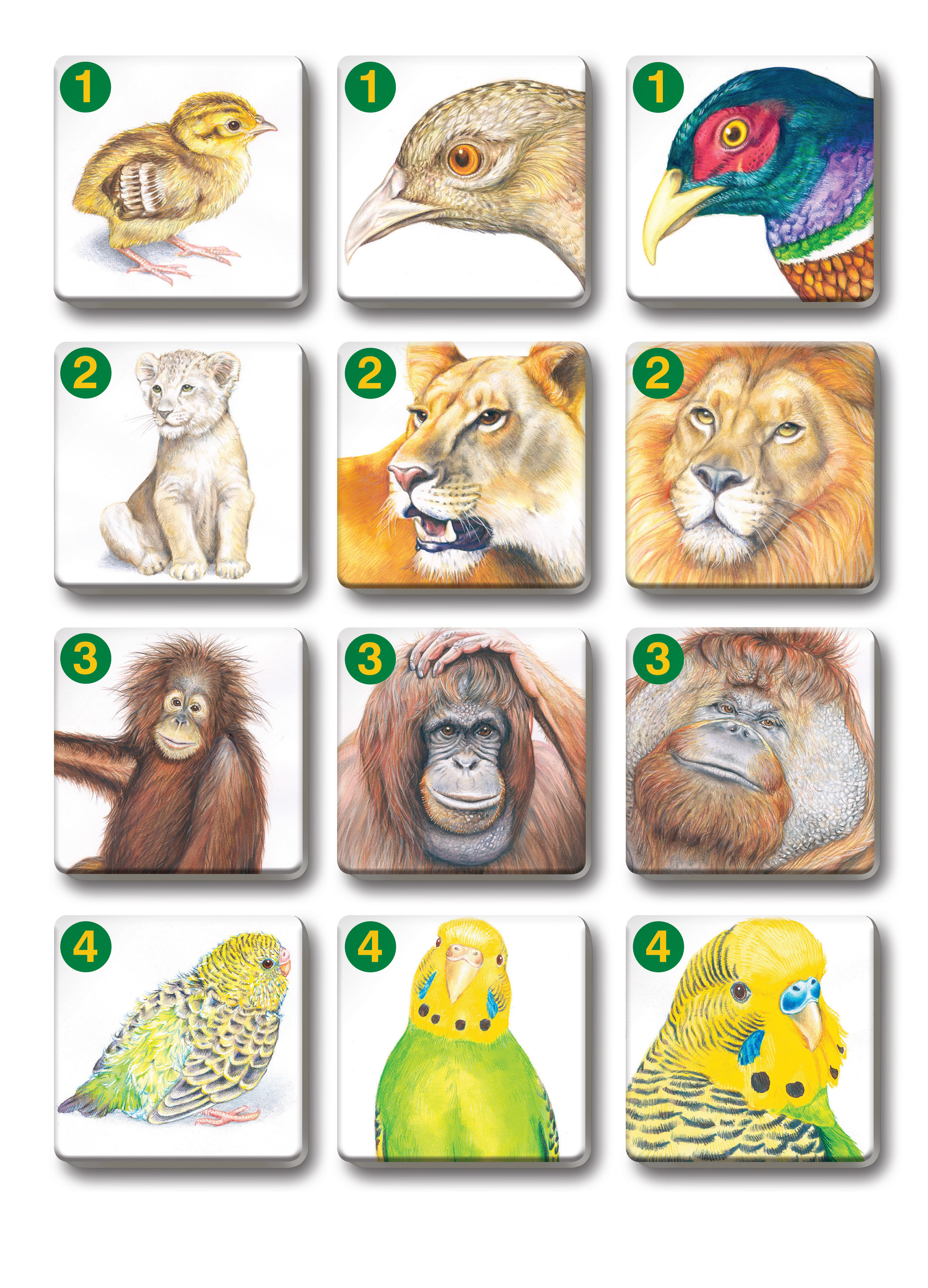 Betexa Pexetrio Zvířecí rodinky