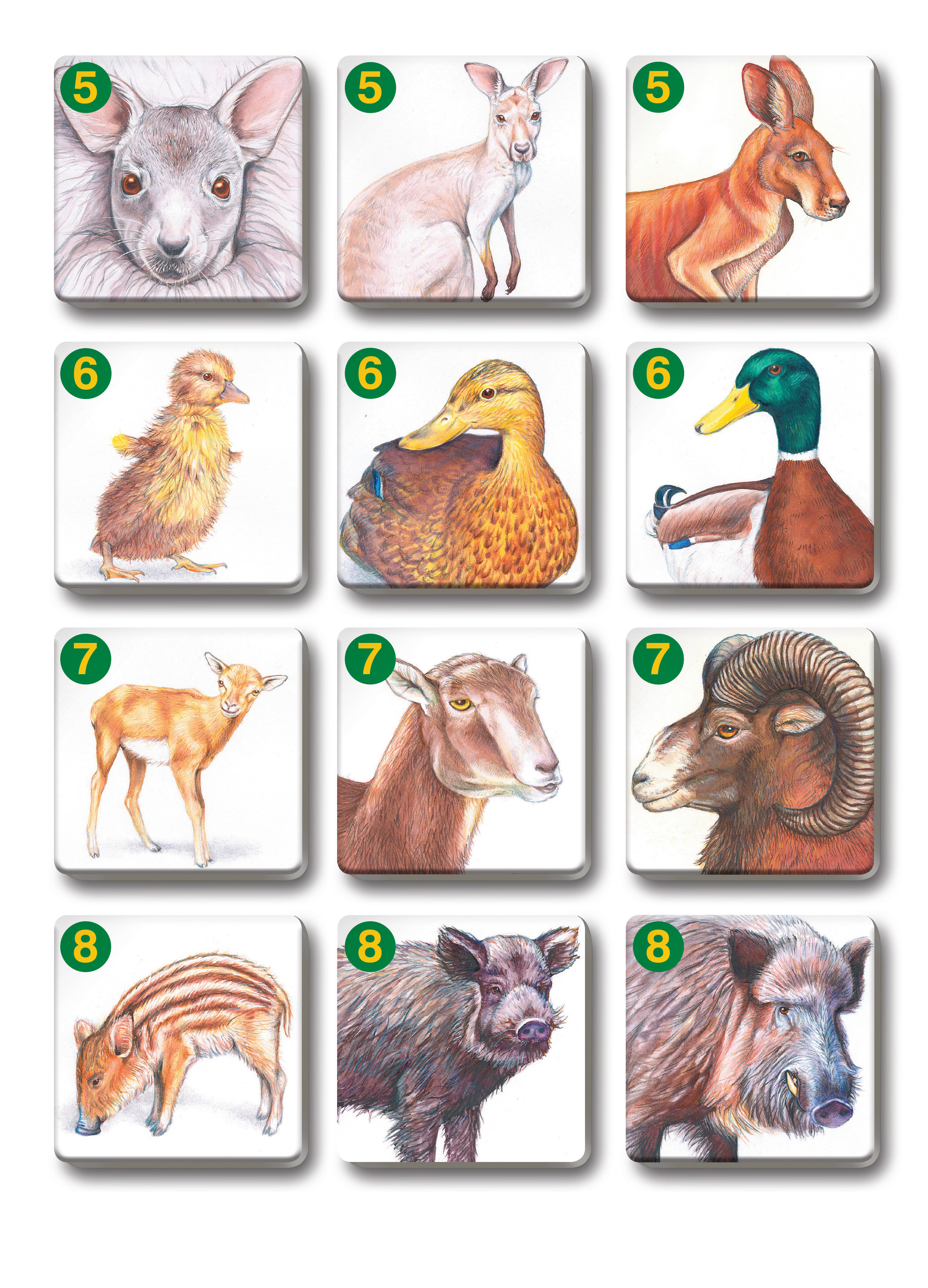 Betexa Pexetrio Zvířecí rodinky