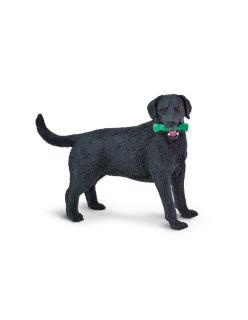 Černý labrador